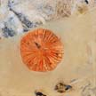Fossil_06