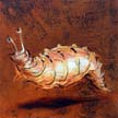 Fossil_13