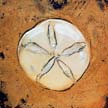 Fossil_14
