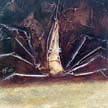 Fossil_35