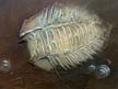 Fossil_56